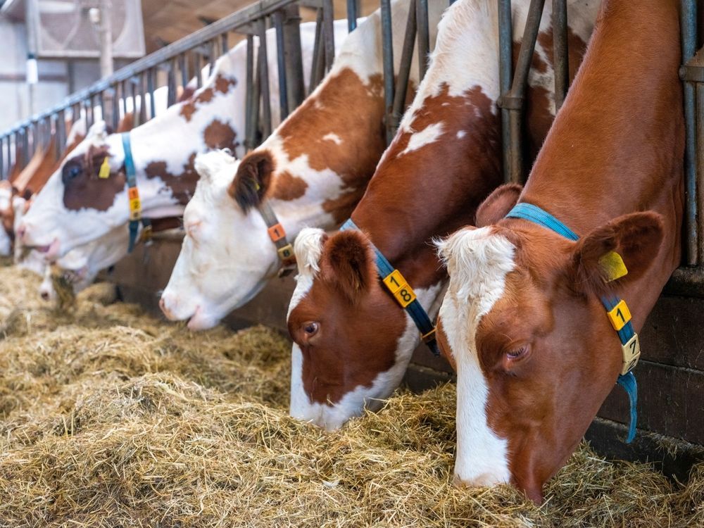 Cows Eating Hay In A Barn, Lined Up At A Feeding — Southern Protein Systems in Glenquarry, NSW