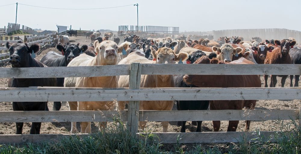 Cattle Packed In A Fenced Pen On A Sunny Ranch, With A Dusty Field — Southern Protein Systems in Glenquarry, NSW