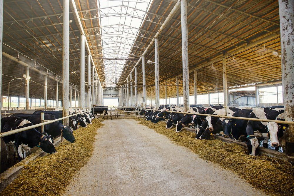 Cows Lined In A Barn With A Central Feeding Aisle And Hay Along Both Sides — Southern Protein Systems in Glenquarry, NSW