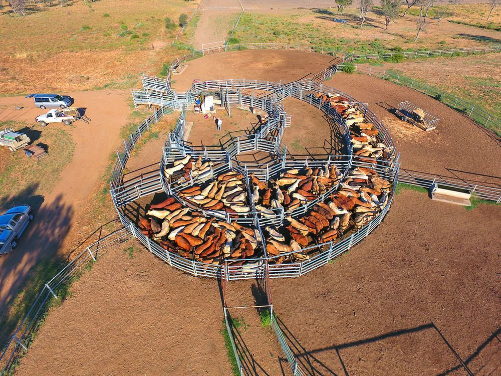 Aerial View Of A Circular Corral Packed With Cattle In A Dry Field — Southern Protein Systems in Glenquarry, NSW