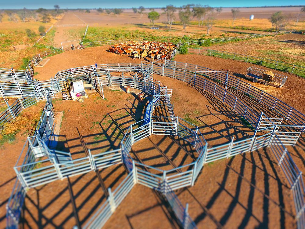 Aerial View Of A Circular Cattle Corral In A Dusty Farm Field With Cows — Southern Protein Systems in Glenquarry, NSW