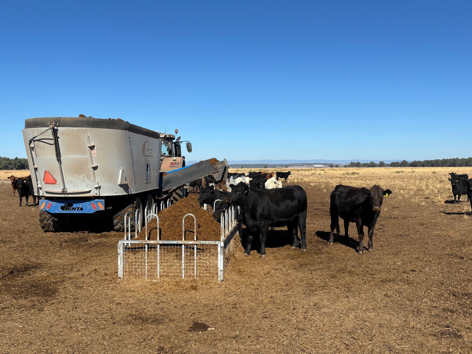 Cattle beside a feed truck in a dry field under a clear blue sky — Southern Protein Systems in Glenquarry, NSW