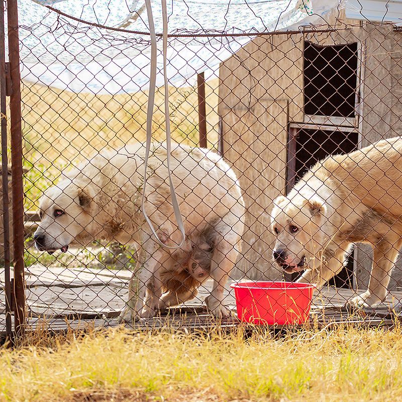 Clinique Vétérinaire Saint-Jude  liens utiles