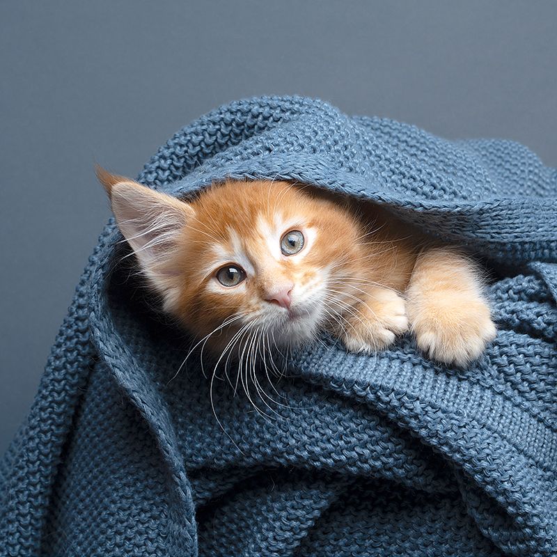 Clinique Vétérinaire Saint-Jude  chats