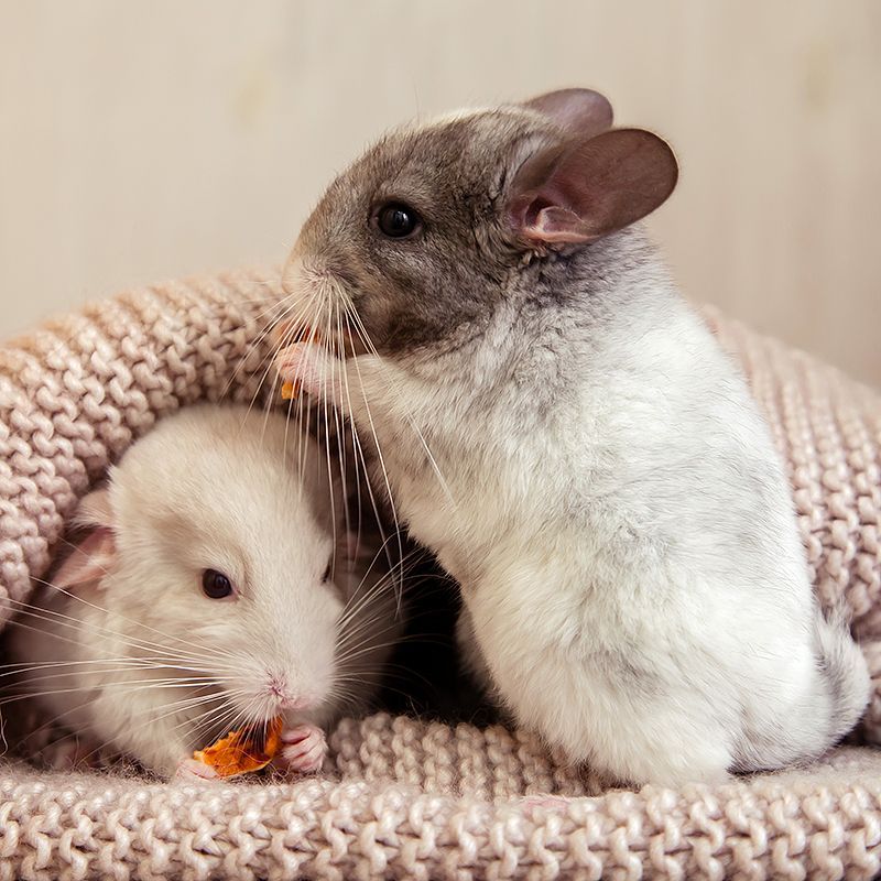 Clinique Vétérinaire Saint-Jude  liens utiles rongeurs