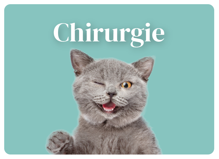 Chirurgie animal St-Jude
