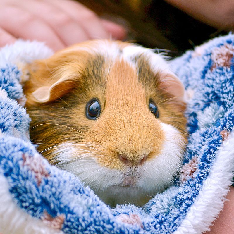 Clinique Vétérinaire Saint-Jude  rongeurs