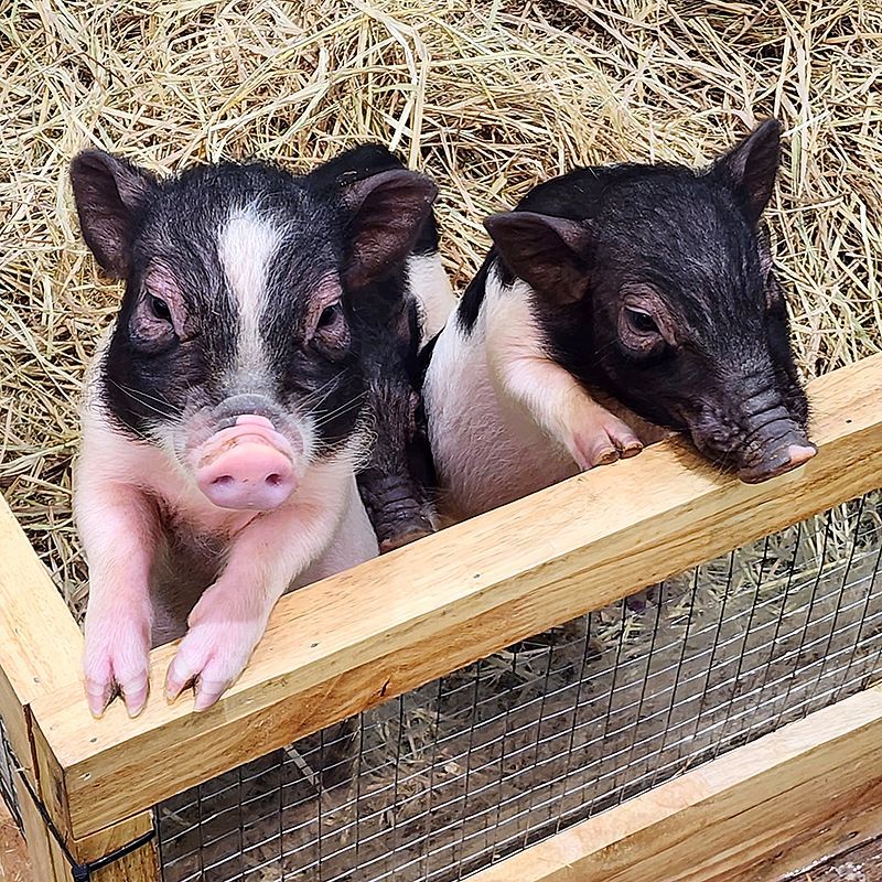 Clinique Vétérinaire Saint-Jude  liens utiles