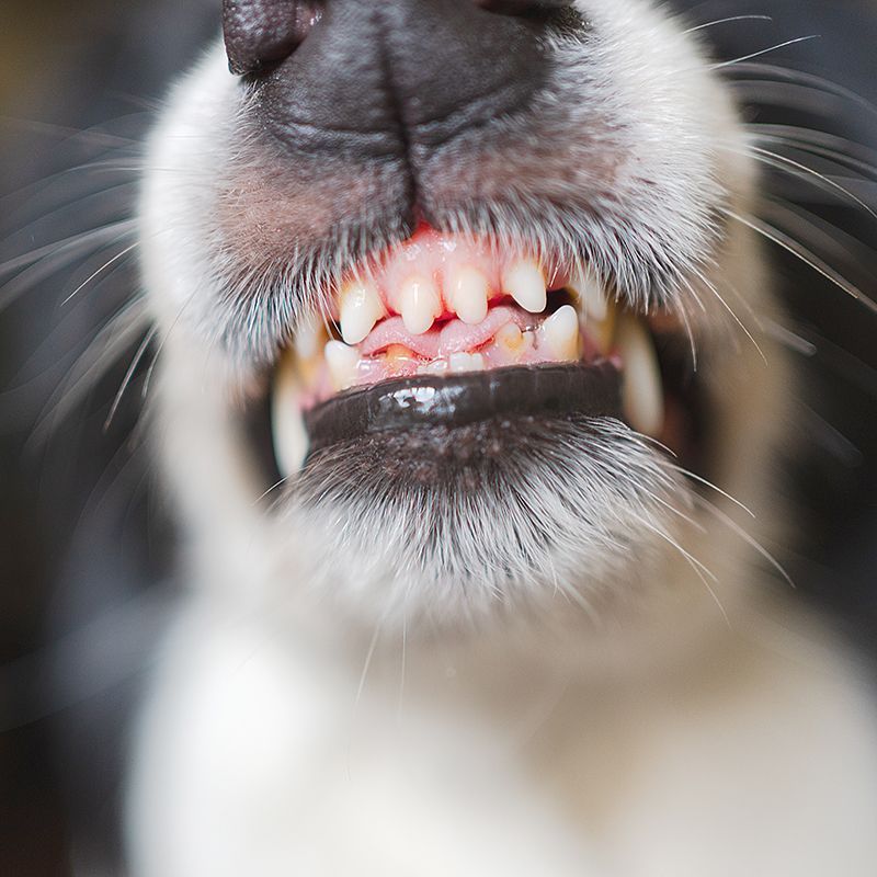 Clinique Vétérinaire Saint-Jude  comportement