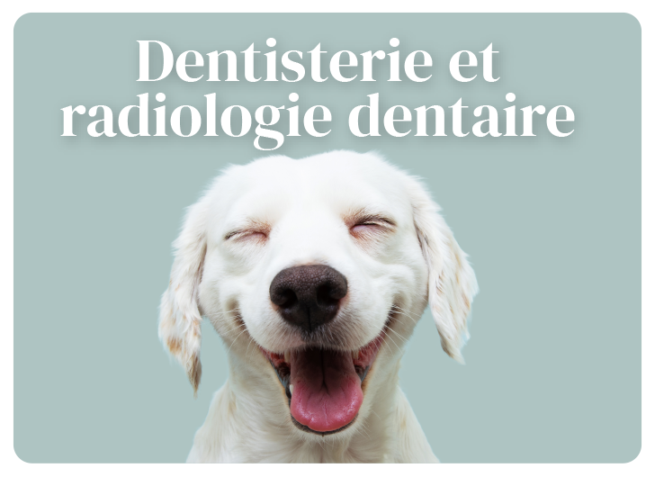 Dentisterie et radiologie dentaire animal St-Jude