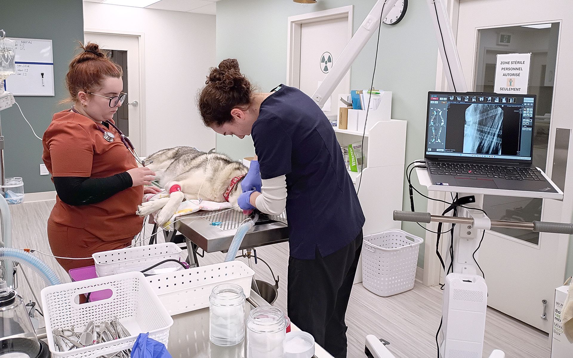 Février : Mois de la santé dentaire animale