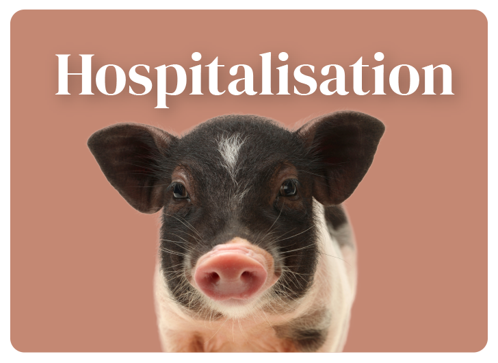 Hospitalisation animal St-Jude