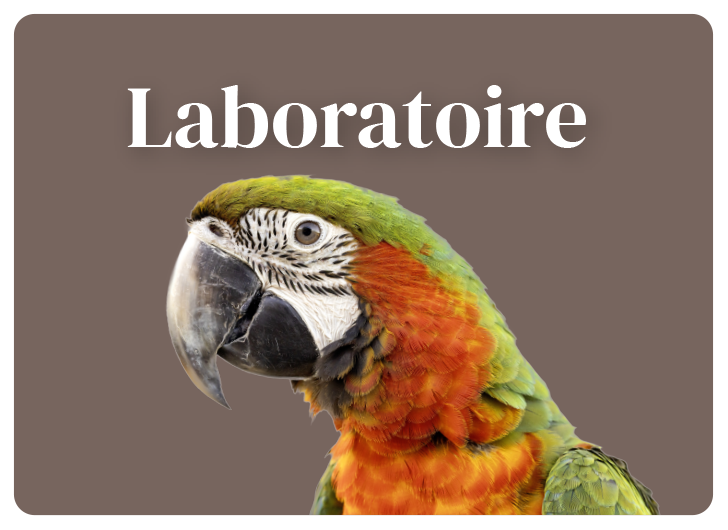 Laboratoire animal St-Jude