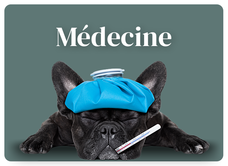 Médecine animal à St-Jude