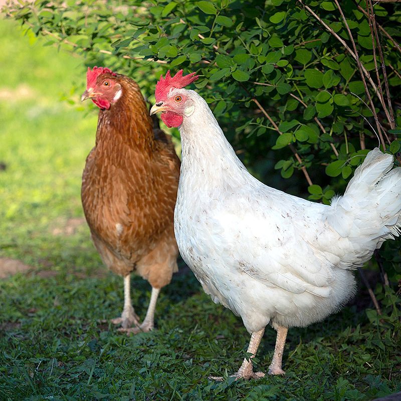 Clinique Vétérinaire Saint-Jude  poules de basse-cour