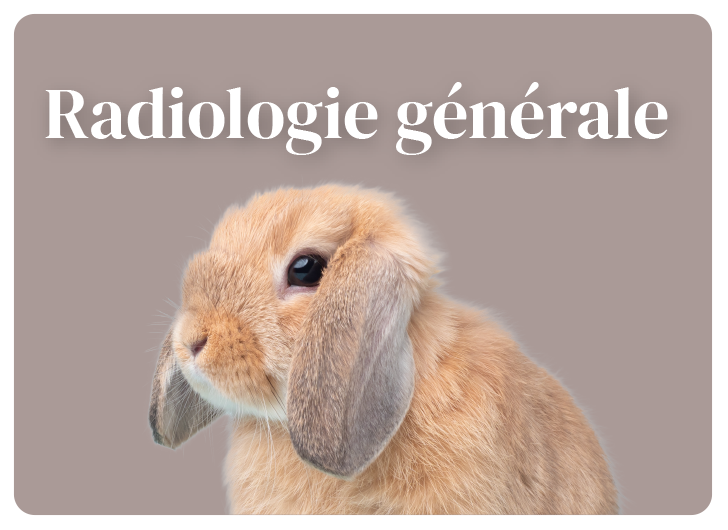 Radiologie général animal St-Jude