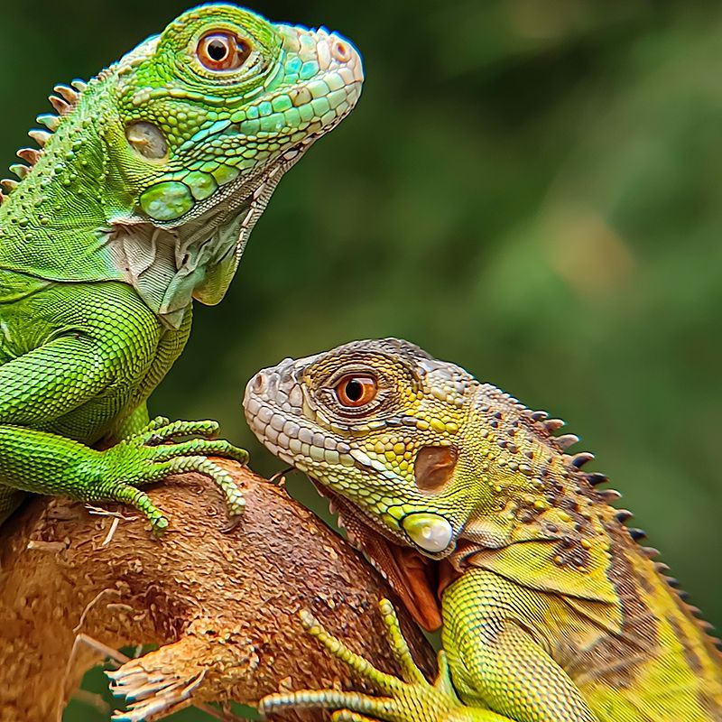 Clinique Vétérinaire Saint-Jude  reptiles