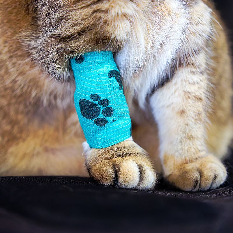 Clinique Vétérinaire Saint-Jude  urgence