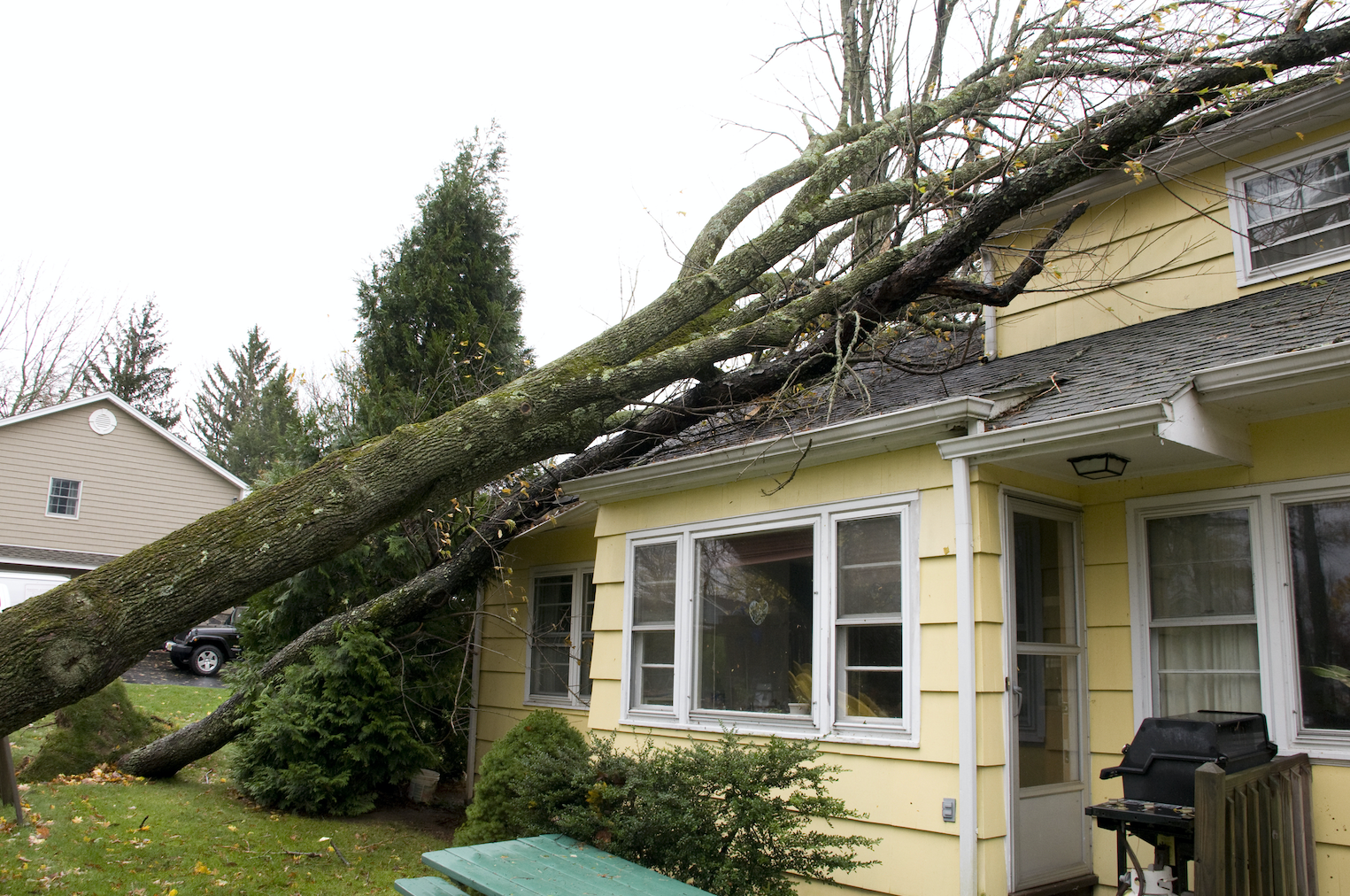 Tree that has fallen on a home