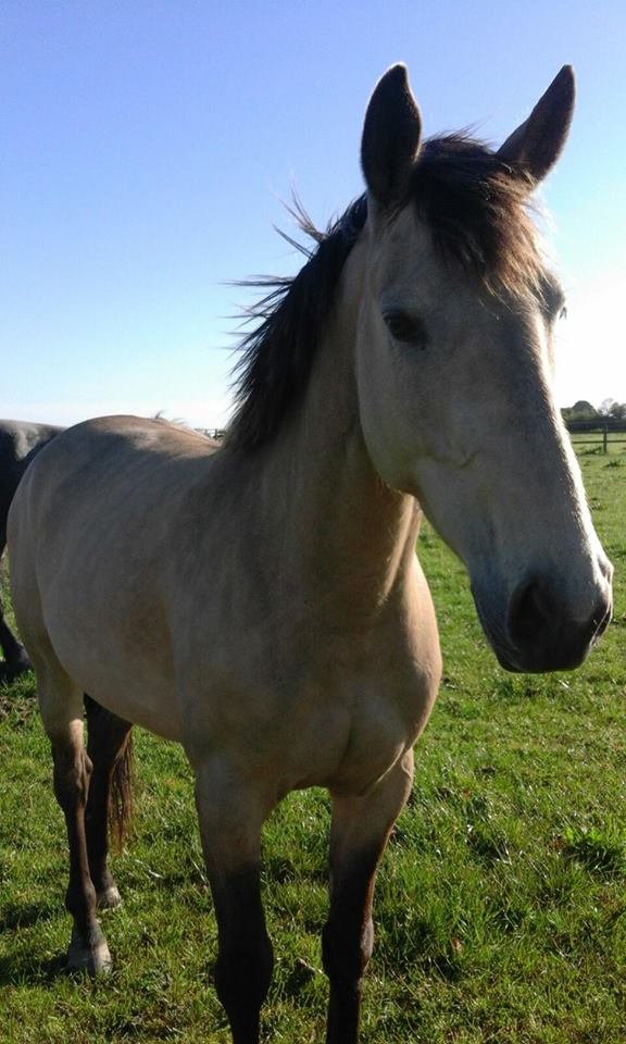 Horses