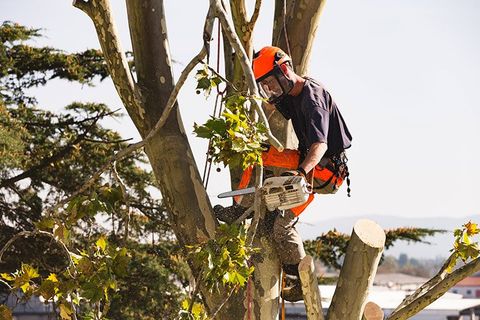 Tree Removal — Man Sawing the Tree with Chainsaw in Fleming Island, FL