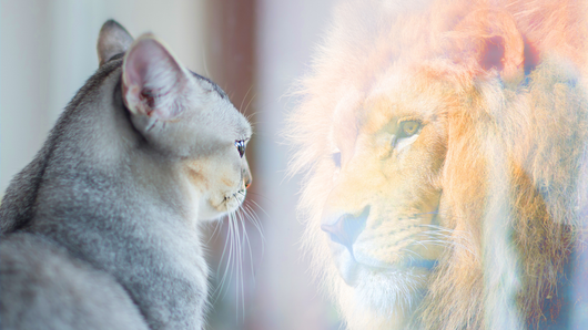 cognitive behavioral therapy for low self esteem