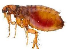 A close up of a flea on a white background.