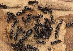 A bunch of ants are sitting on top of a piece of wood.