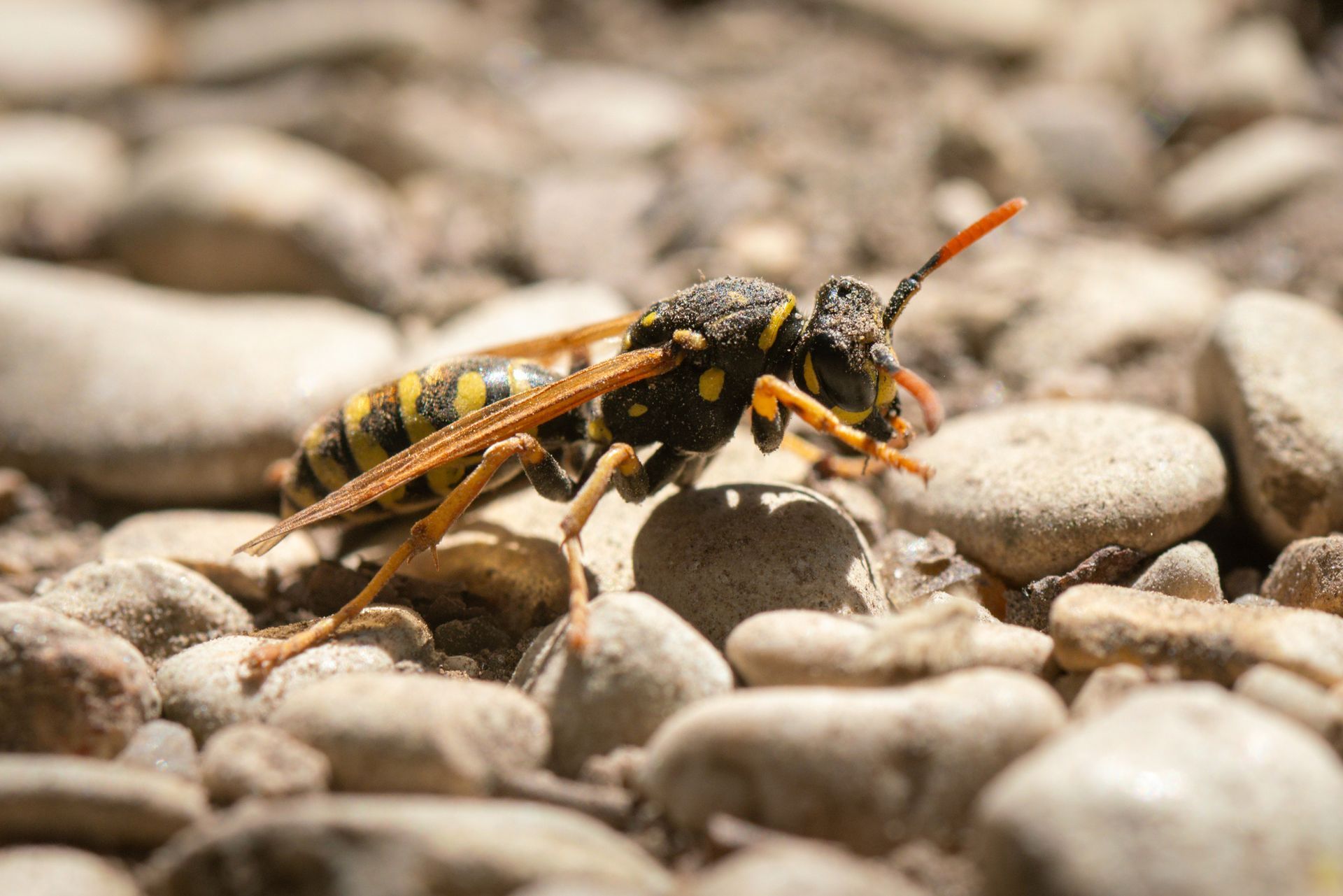 A group of wasps are sitting on top of a honeycomb.