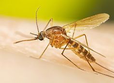 A close up of a mosquito on a person 's skin.