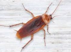 A cockroach is sitting on a white surface.