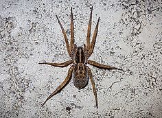 A large spider is sitting on a concrete surface.
