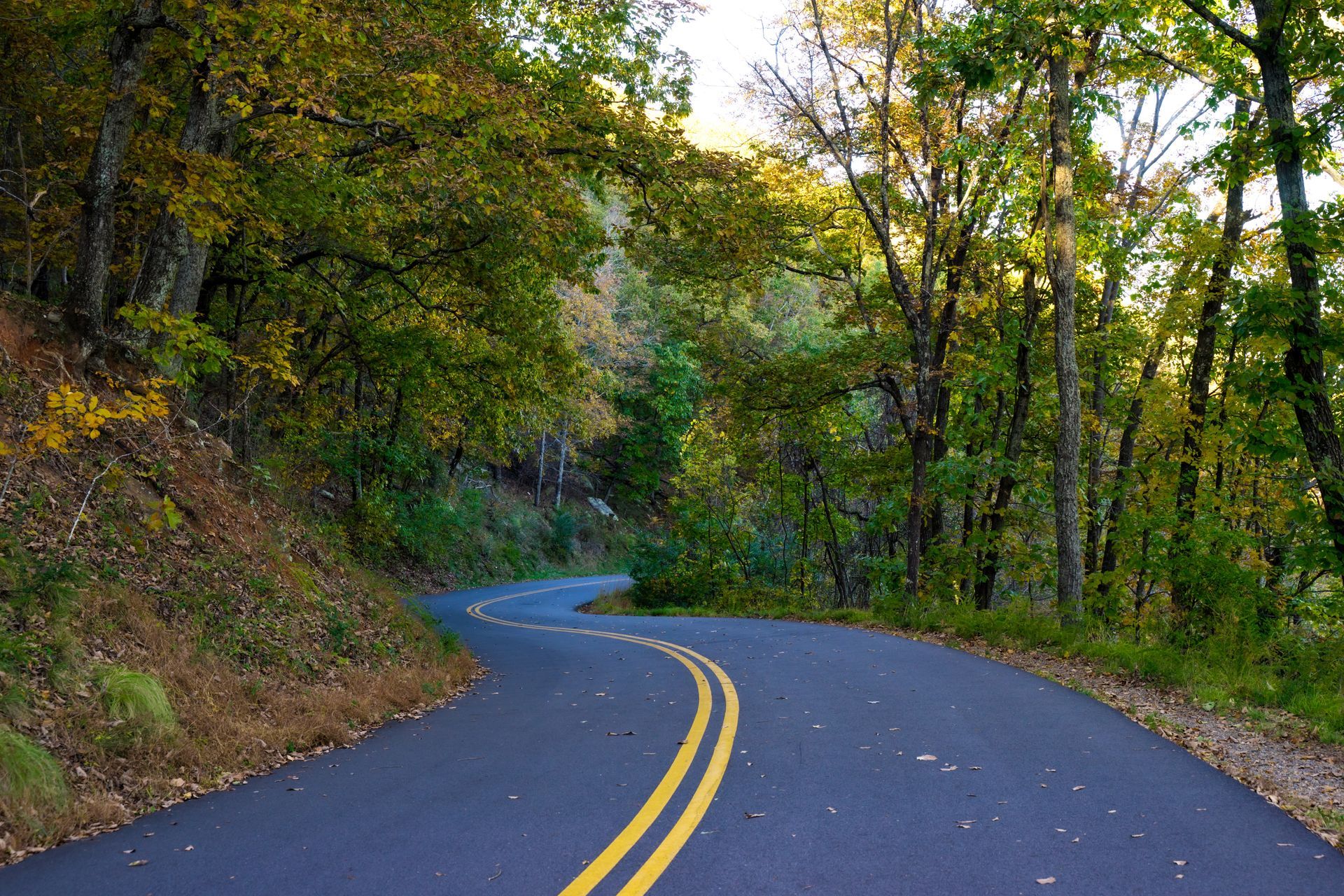 Winding road through lush green forest with yellow dividing lines.