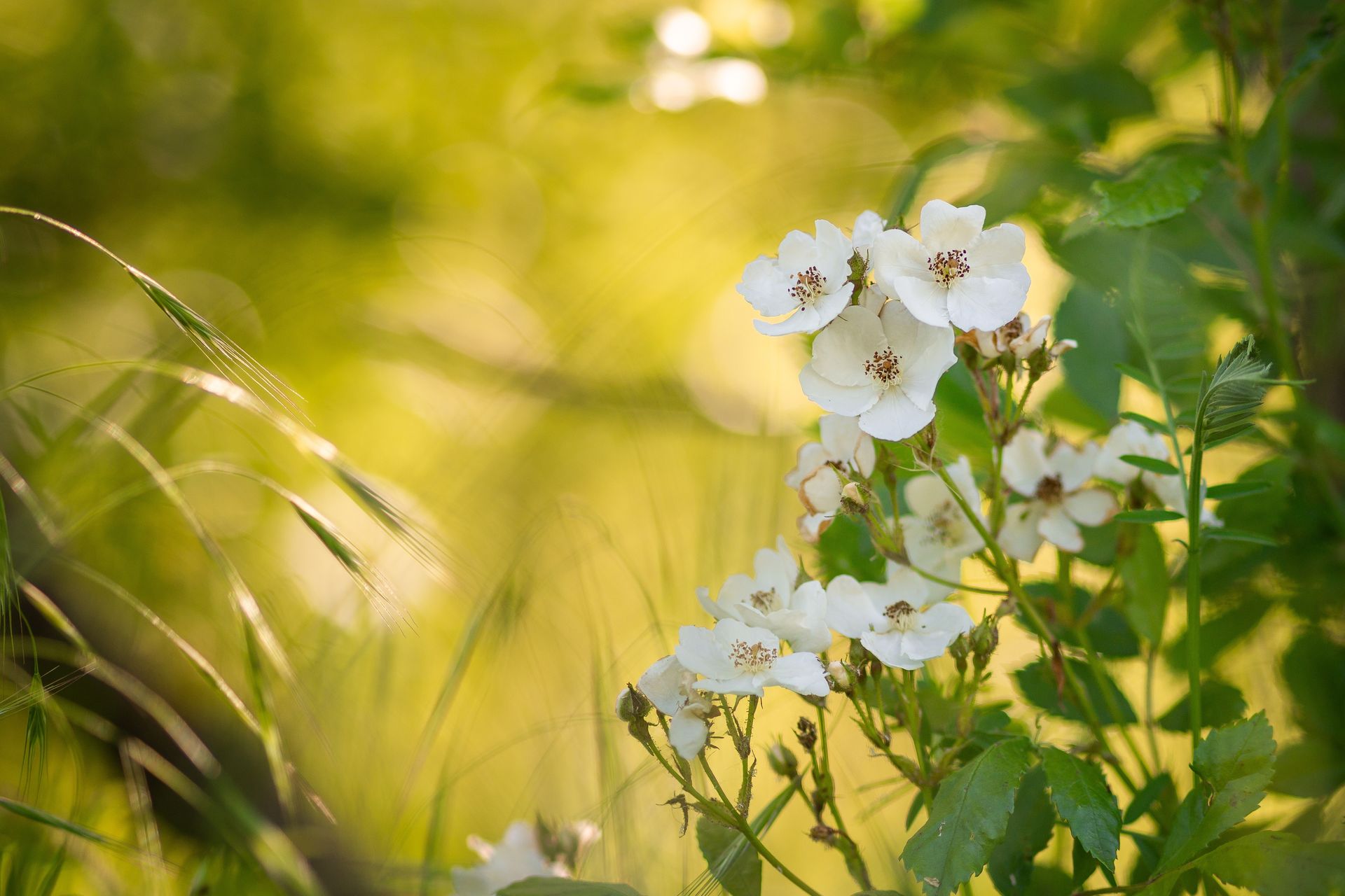 White flowers with yellow centers bloom in a sunlit green field.