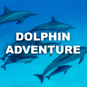Dolphin Watching Adventure