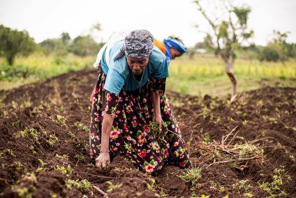 Two people tending a field, one in a floral skirt, dark soil, green plants, and a blurred background.