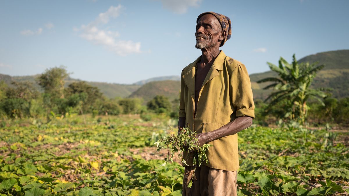 Man standing in a field, holding plants. Mountains and blue sky in background.