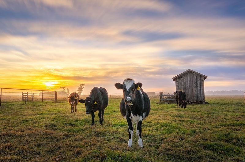 INSUMOS QUÍMICOS DEL CENTRO SA DE CV