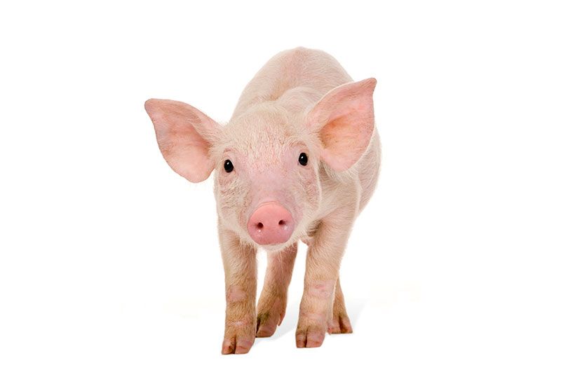 INSUMOS QUÍMICOS DEL CENTRO SA DE CV