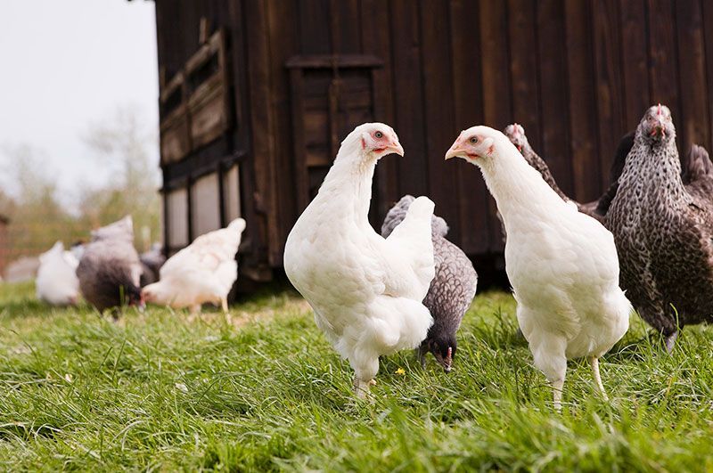 INSUMOS QUÍMICOS DEL CENTRO SA DE CV