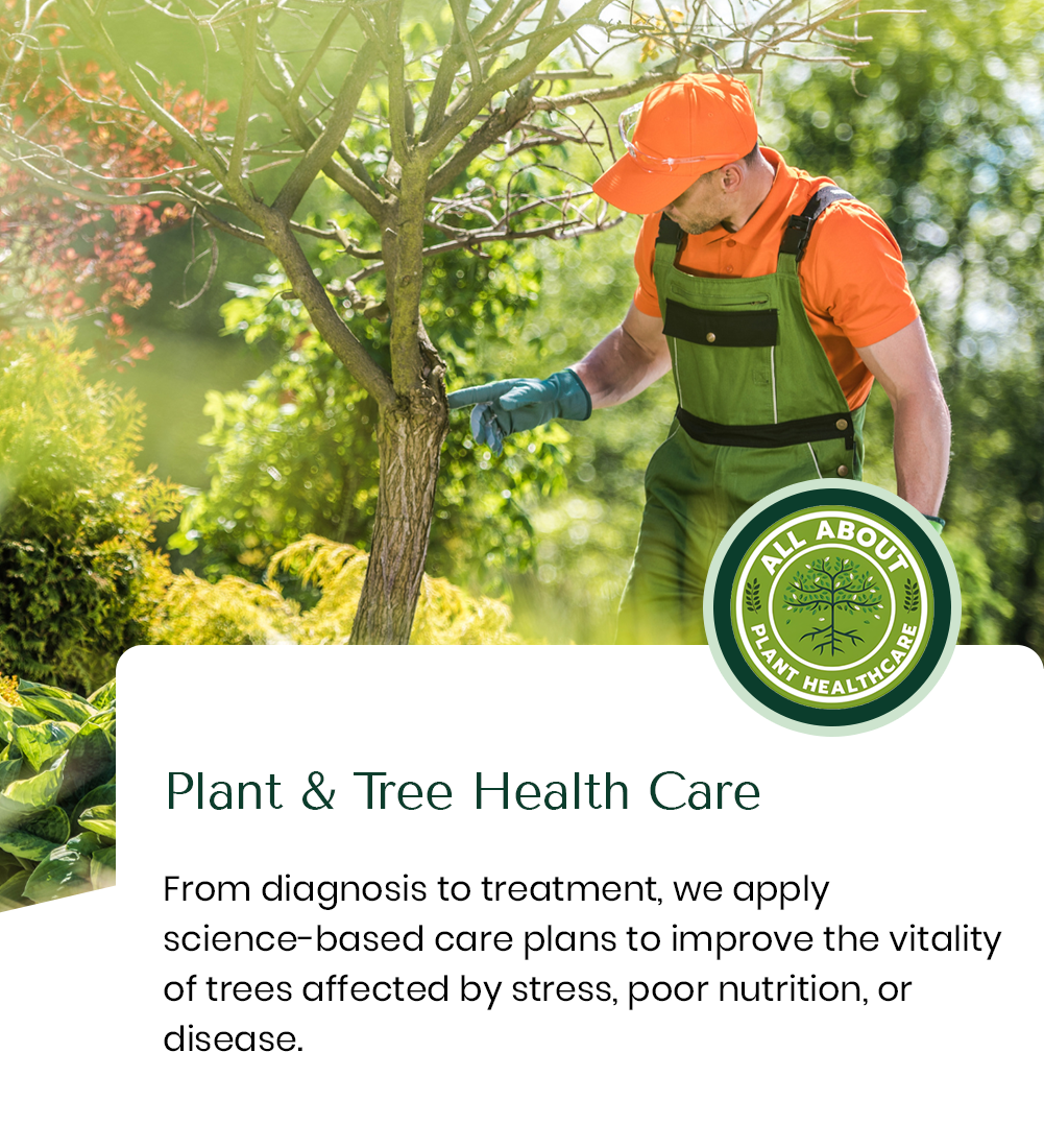 Arborist examining a tree in a garden. The text says "Plant & Tree Health Care".
