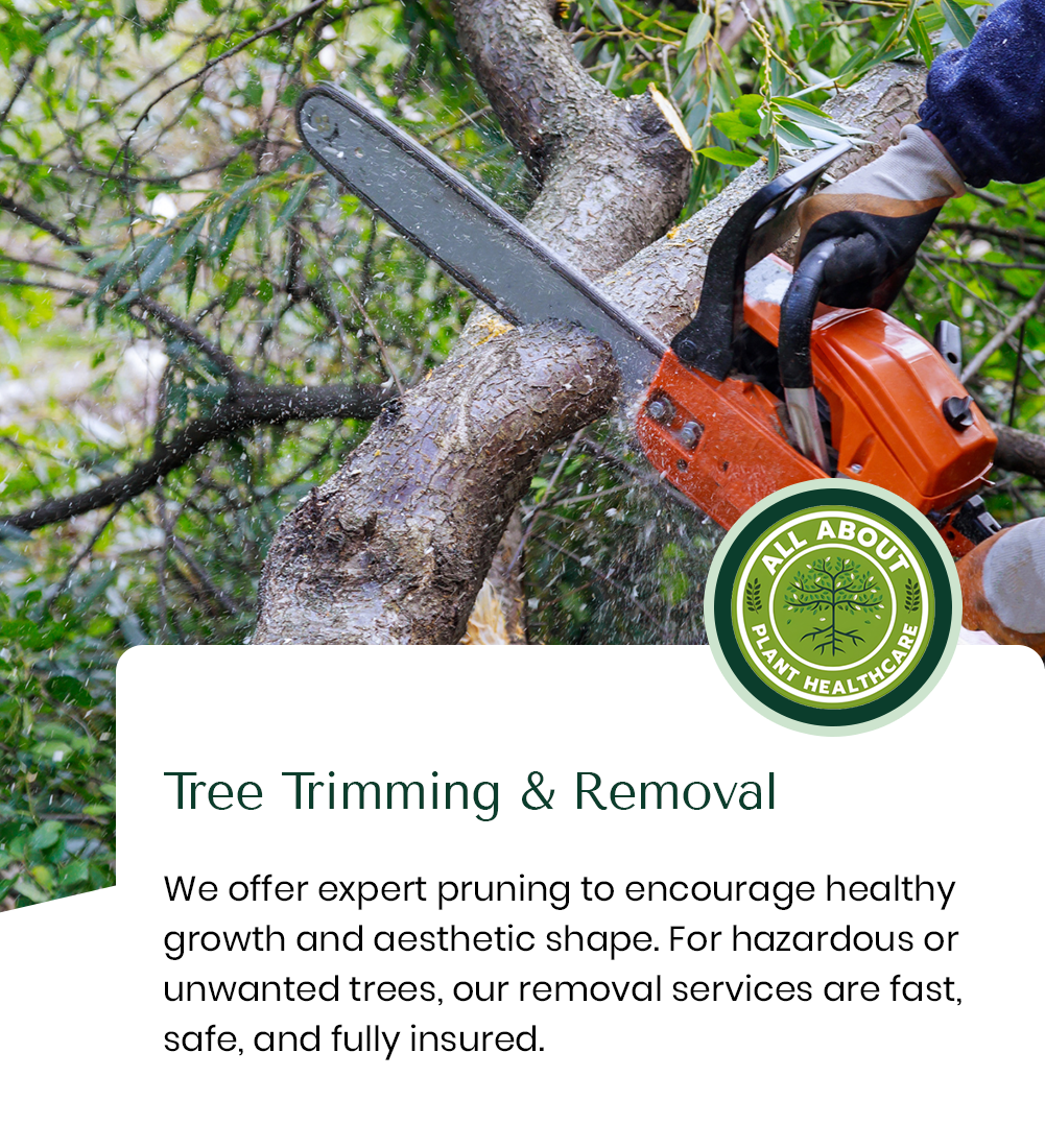 Man using a chainsaw to trim a tree. Text: Tree Trimming & Removal. "All About Plant Healthcare" logo.