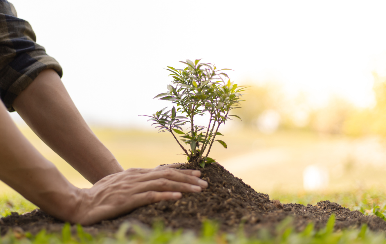 Person planting a small tree in soil, outdoors with sunlight.