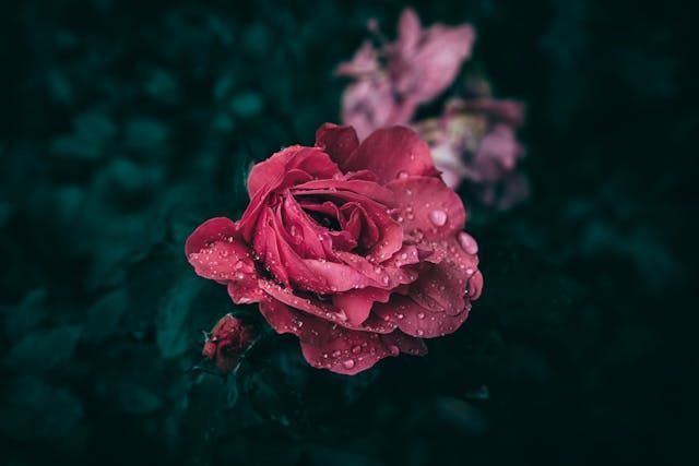 cremation services Belgium, WI