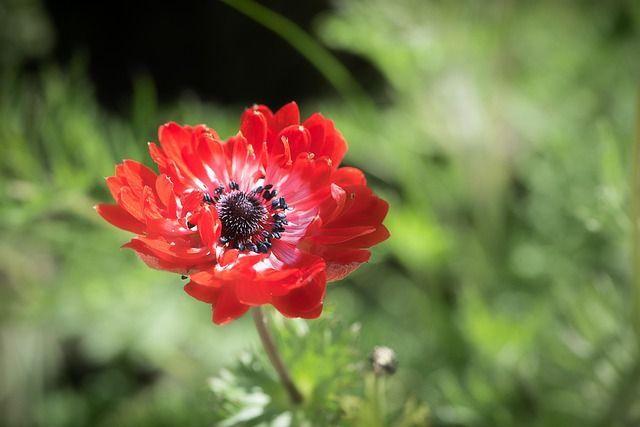 Red flower in bloom symbolizing remembrance and meaningful tributes at funeral homes Port Washington