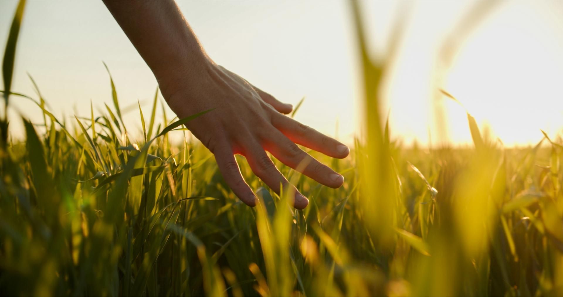 Hand gently touching tall, green grass in a field bathed in golden sunlight.