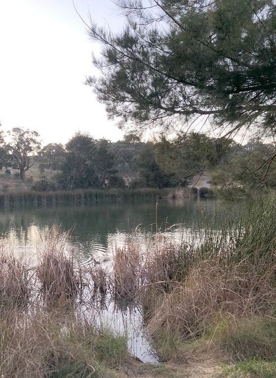 A large body of water surrounded by tall grass and trees