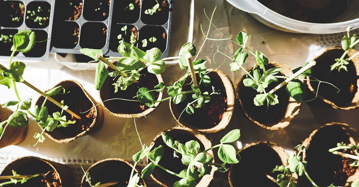 A bunch of potted plants are sitting on a table. SIL – Supported Independent Living, NDIS, Canberra