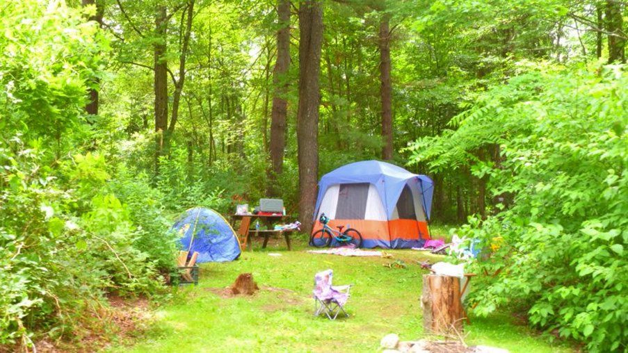 A tent is sitting on top of a lush green field in the middle of a forest.