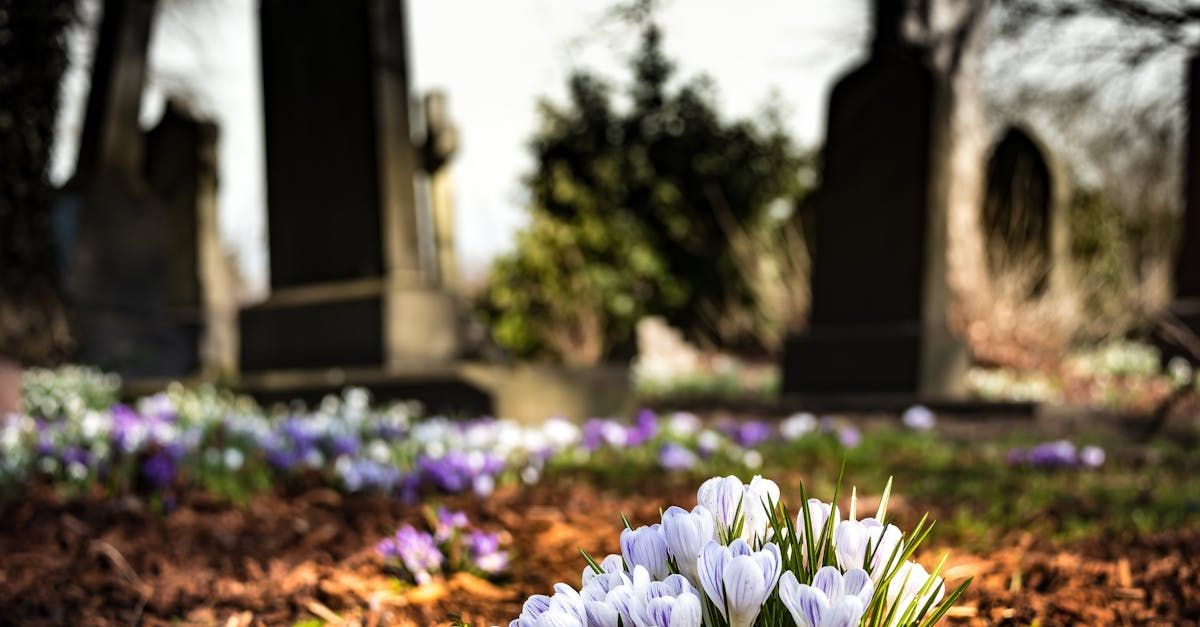 A cemetery with flowers and graves in the background.